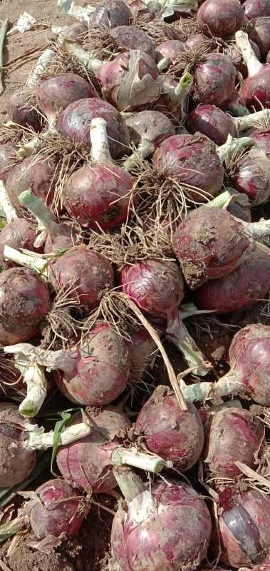 6423a29fb6744.png 6423a29fb6744.png