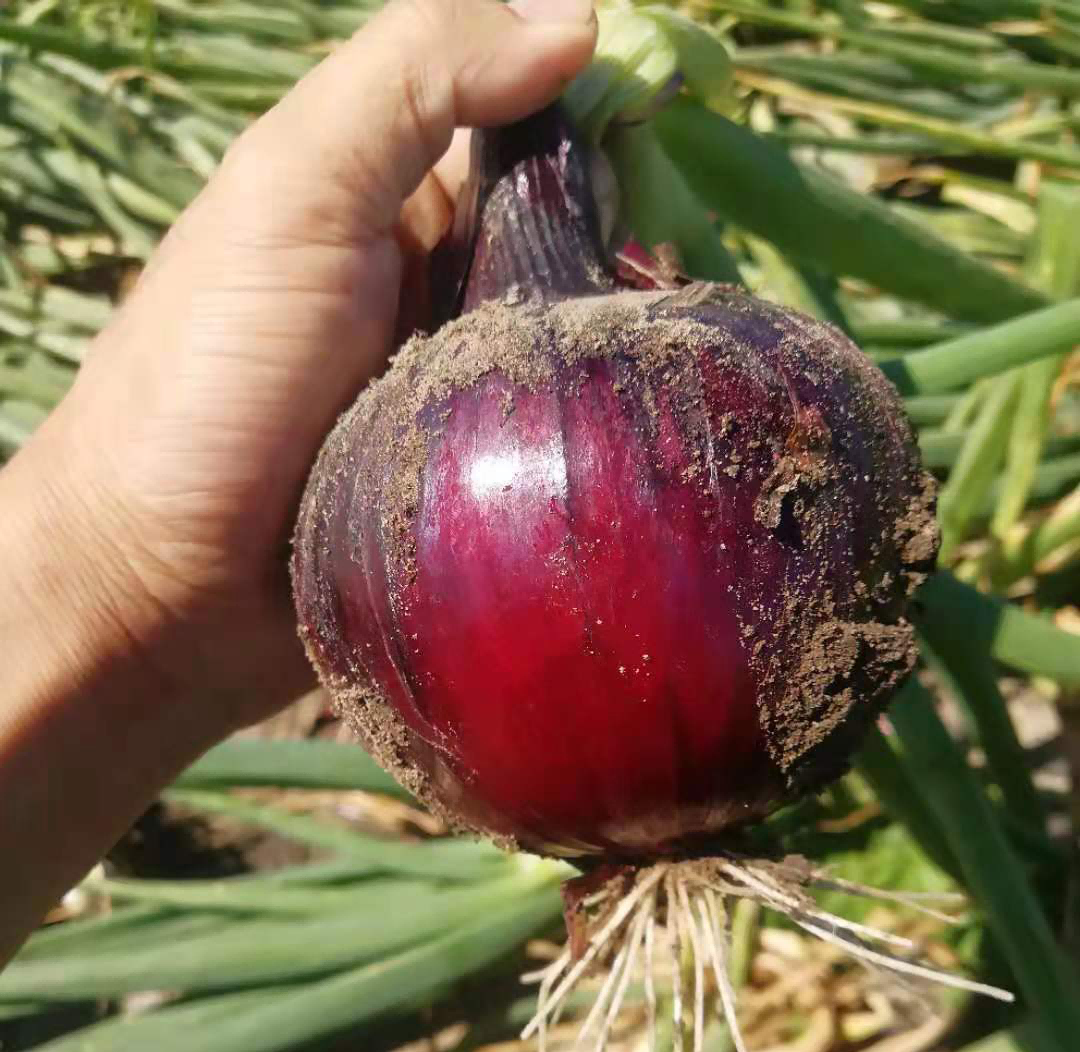 6423a2d25a6cc.png 6423a2d25a6cc.png