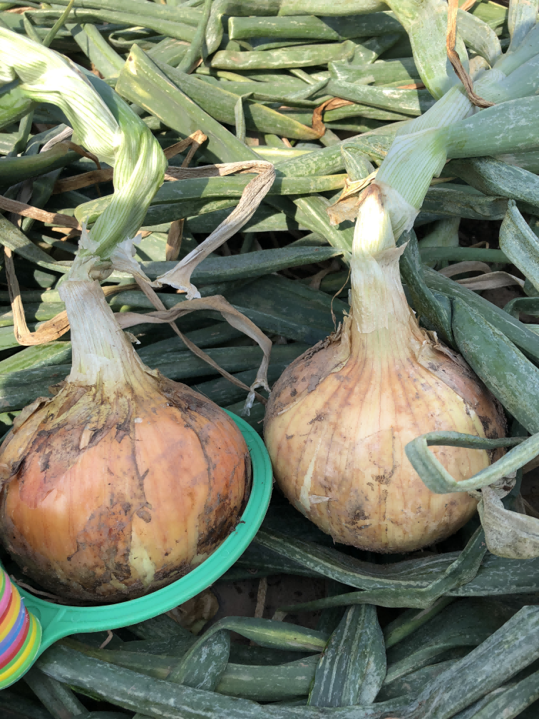 6423a2f804bee.png 6423a2f804bee.png