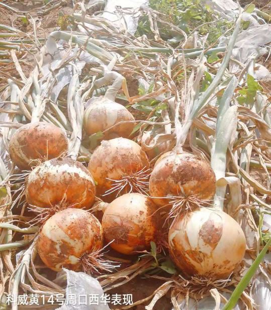 6423a31d9a63e.png 6423a31d9a63e.png