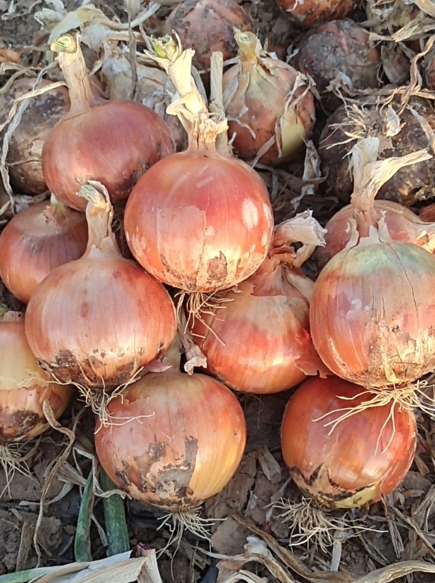 6423a3575a57d.png 6423a3575a57d.png