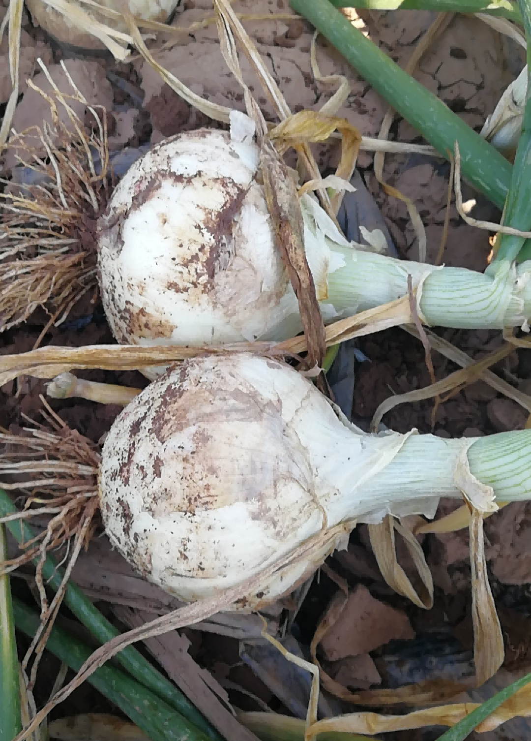 6423a385b6ad8.png 6423a385b6ad8.png