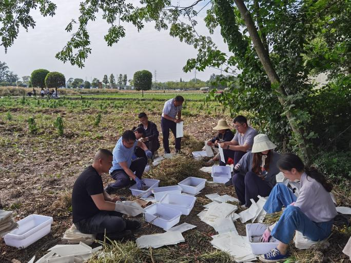 64584f066922e.png 割油菜3.png