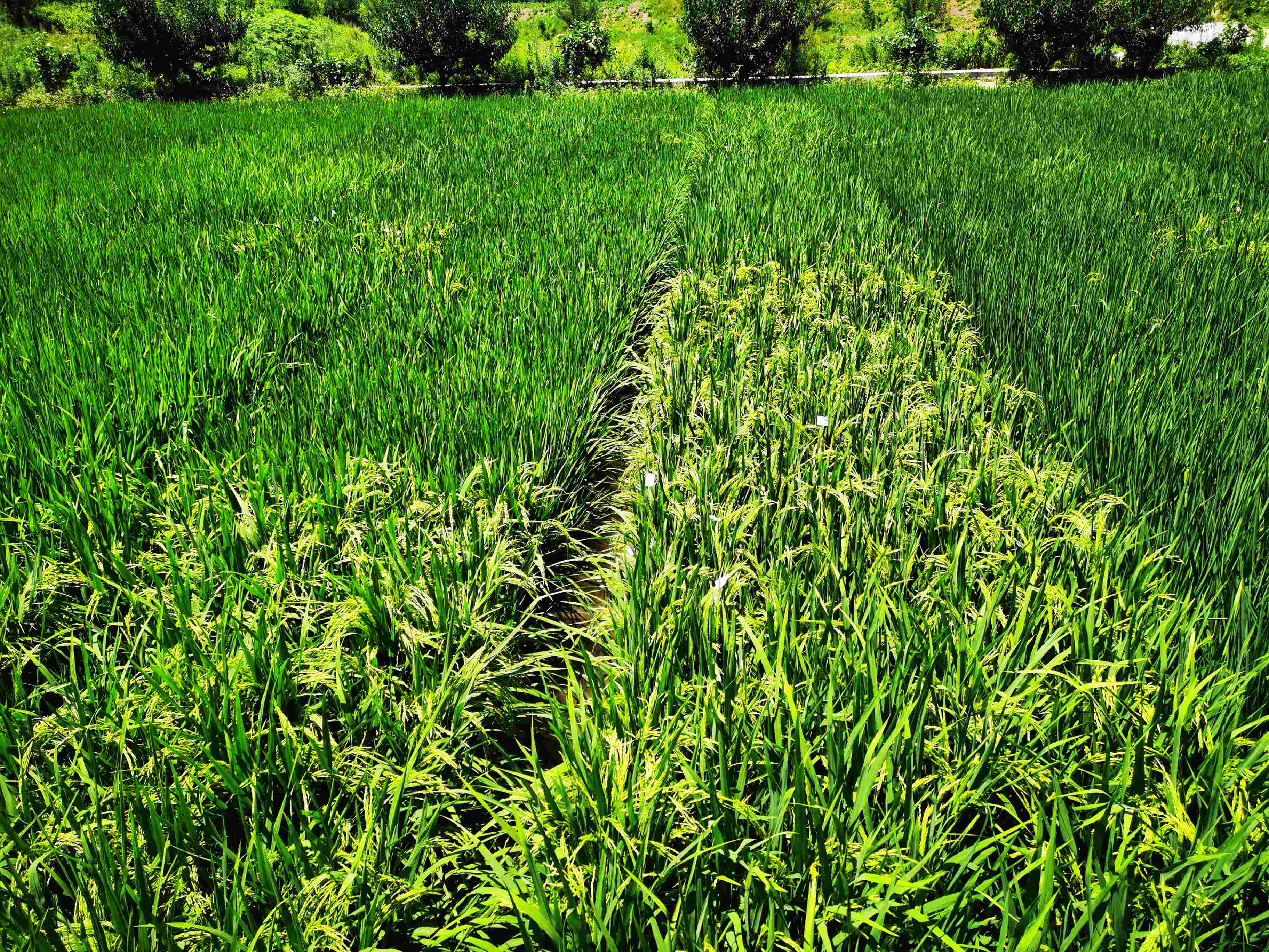 64a7667727d28.jpg 伍蜀红赴泰丰种业考察调研(1).jpg