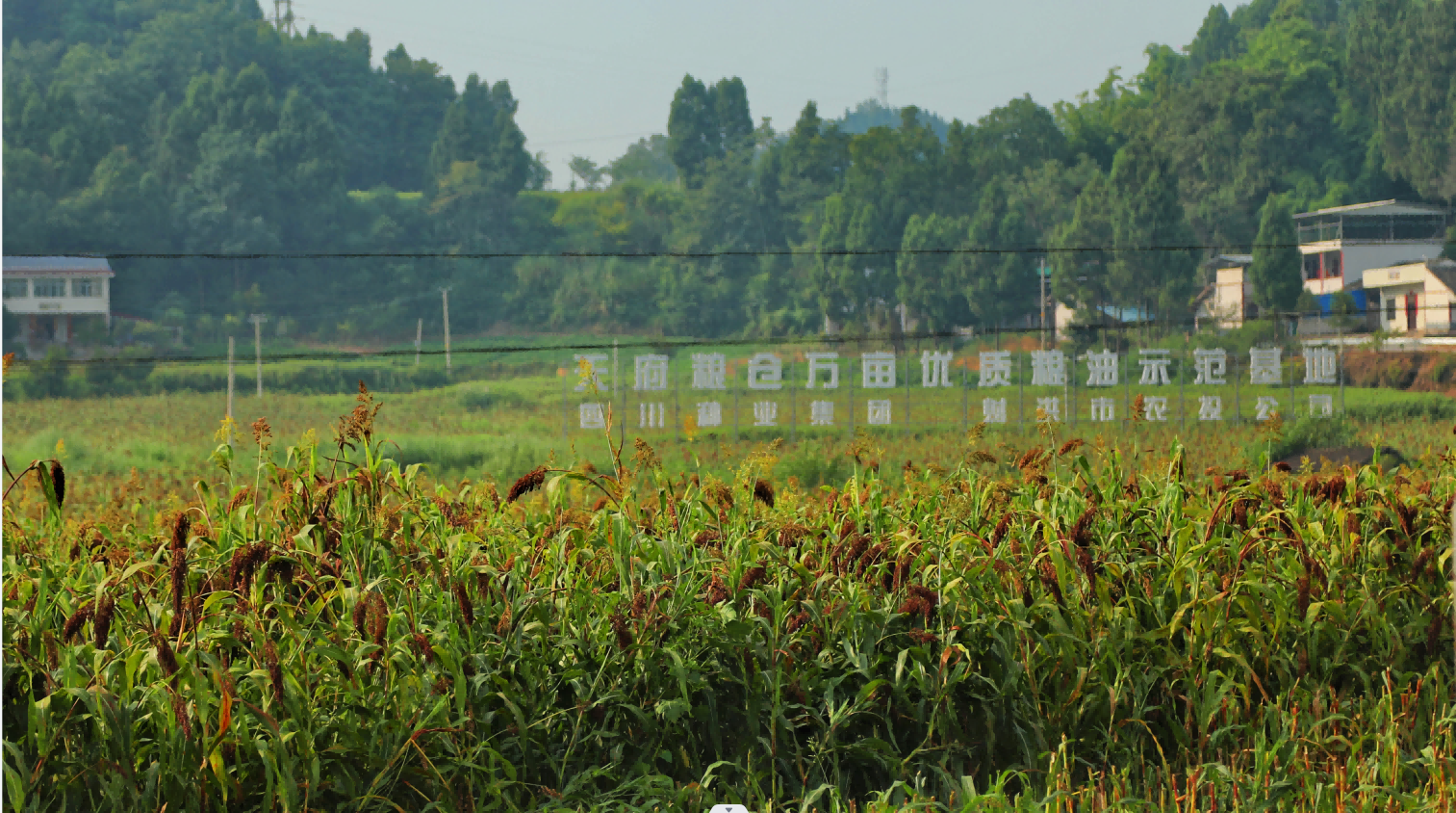 64f97516579ee.png 9月粮油基地1(1).png