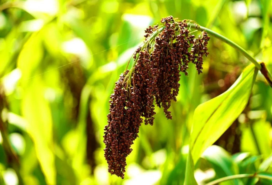 64f975202251a.png 9月粮油基地2.png