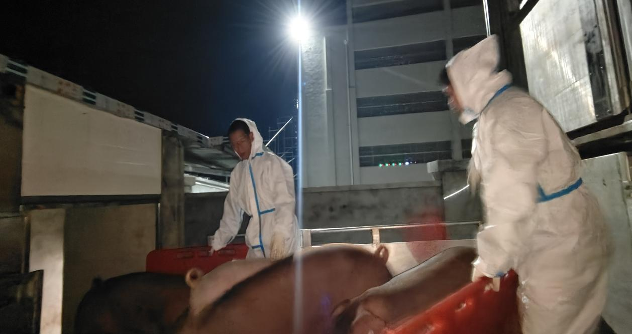 川繁猪公猪站顺利完成第二批引种