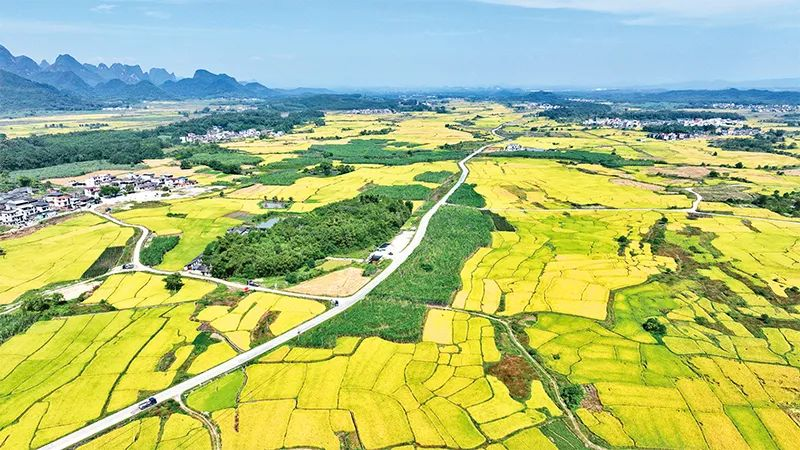 有力有效推进乡村全面振兴