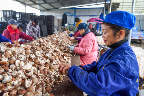 人民日报社论：打好乡村全面振兴漂亮仗