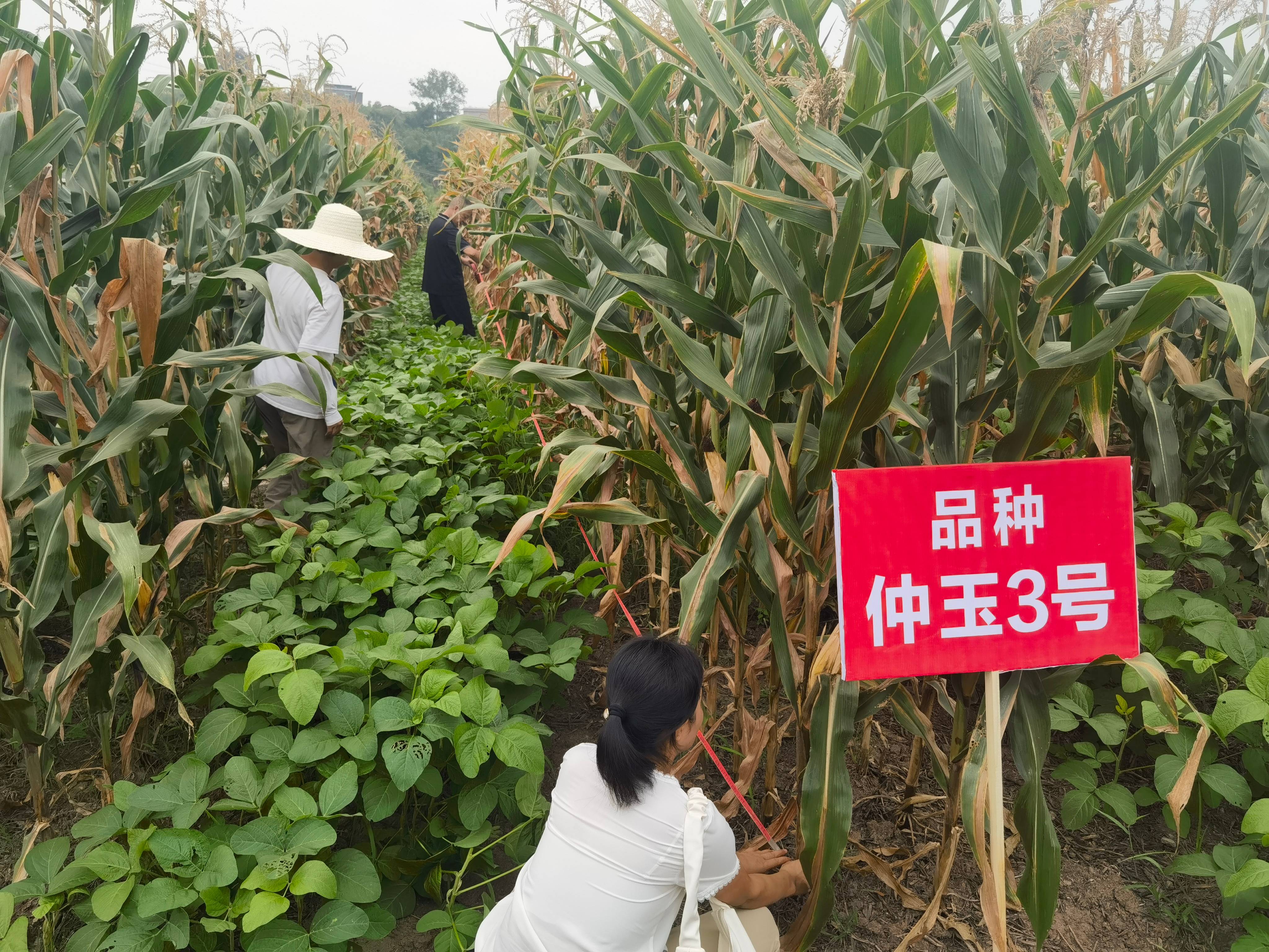 66ab3da5454c0.jpg 微信图片_20240801105717(1).jpg