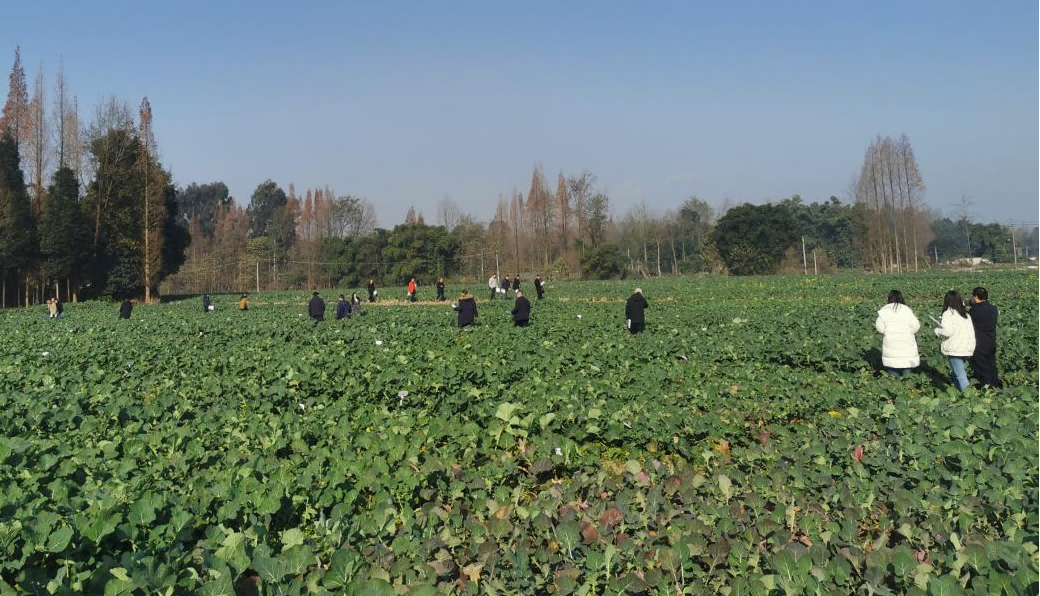 6773c945d3887.png 科创中心联合多家单位举办油菜新品种、新技术观摩会1(1).png