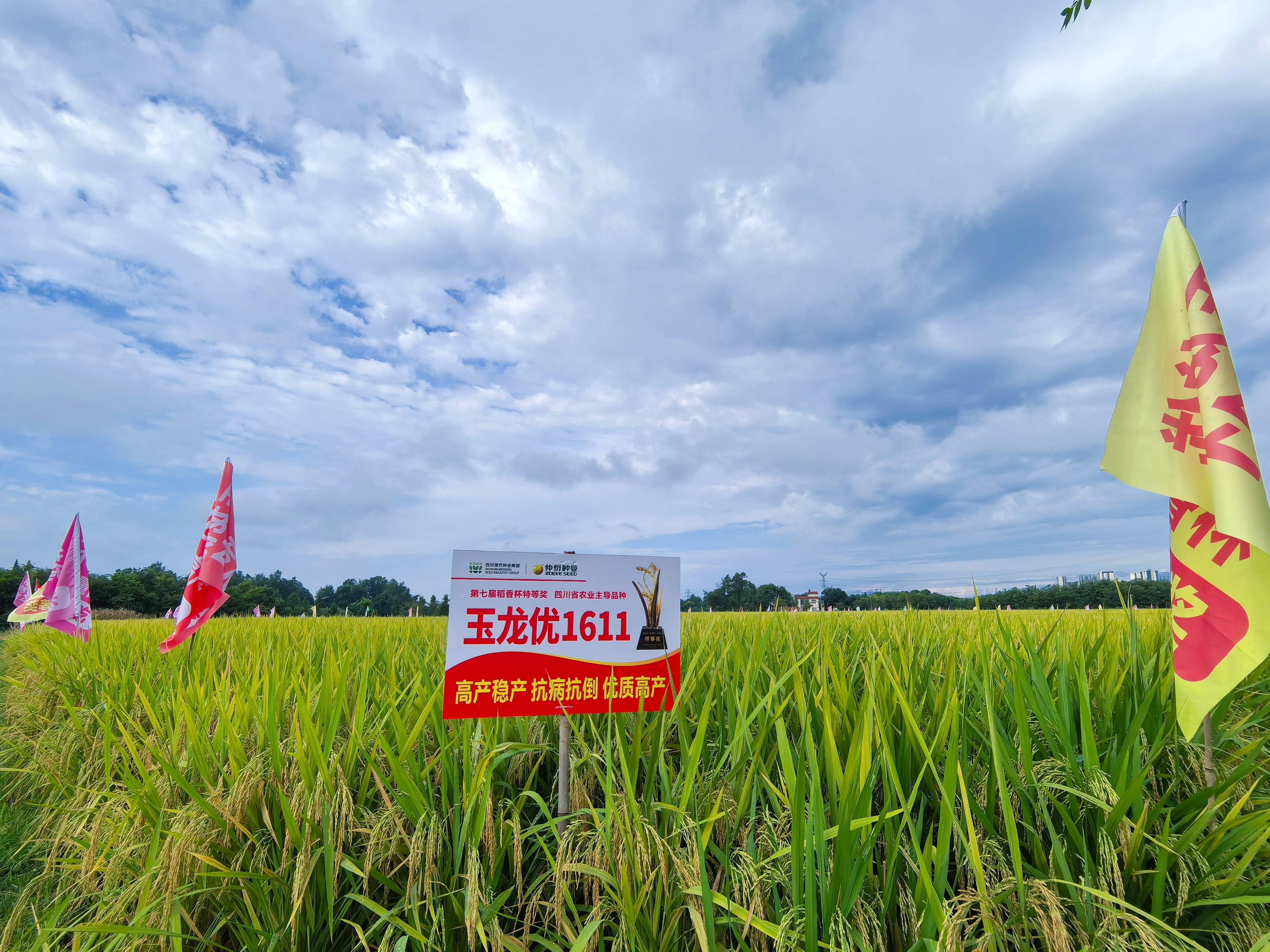 2025年度超级稻确认品种名单公布 集团品种“玉龙优1611”入选
