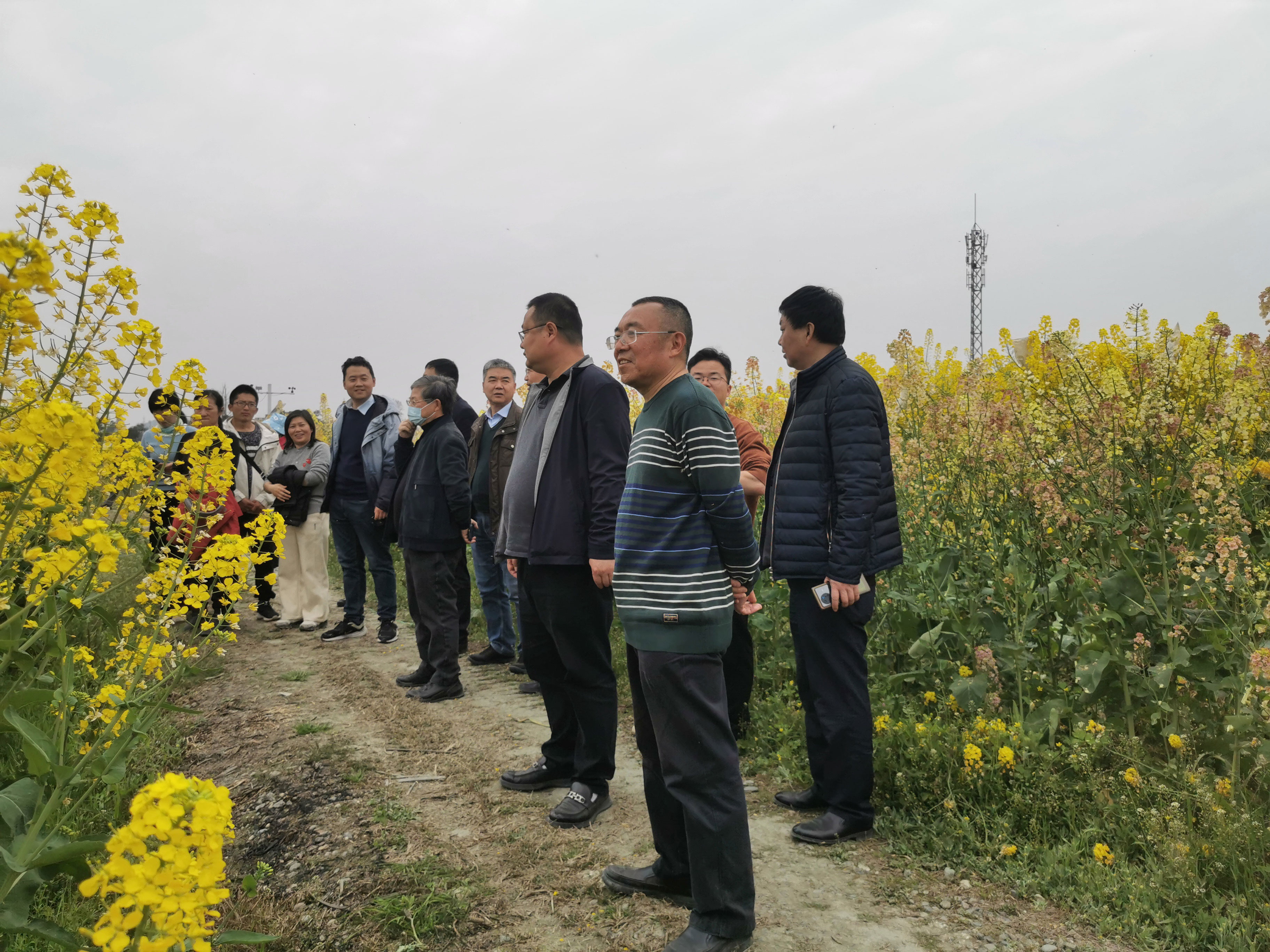 四川现代种业集团科创中心4个油菜育种新材料通过鉴定