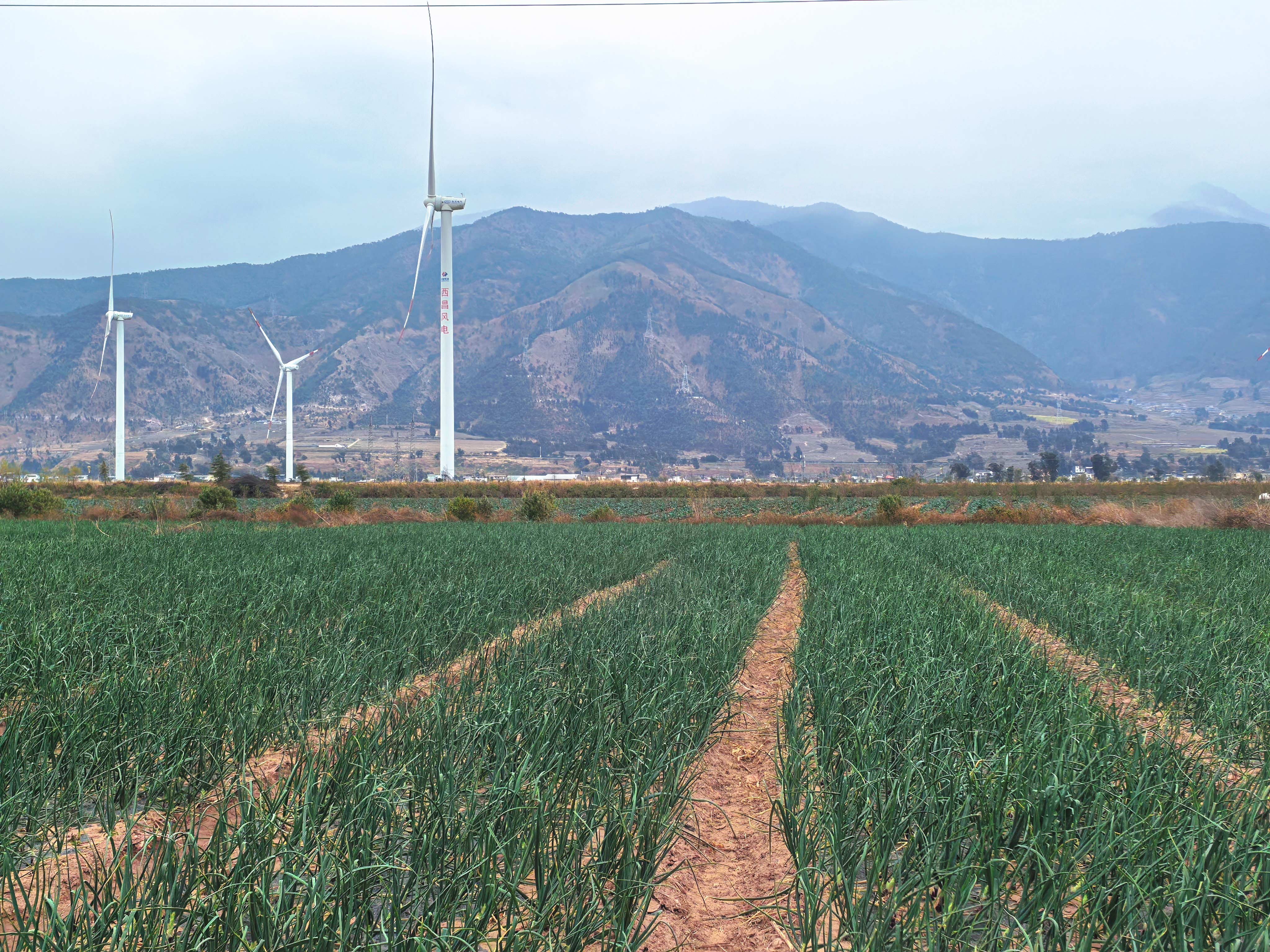 新品种选育再获突破——集团科威洋葱种业3个新品种通过省级认定