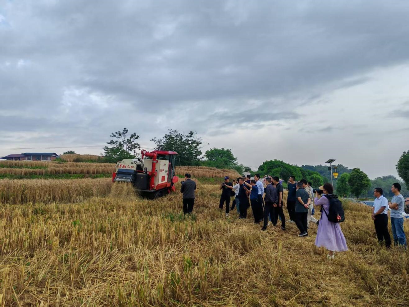 自贡市2025年小麦收获现场交流会在种芯农业公司示范种植基地召开