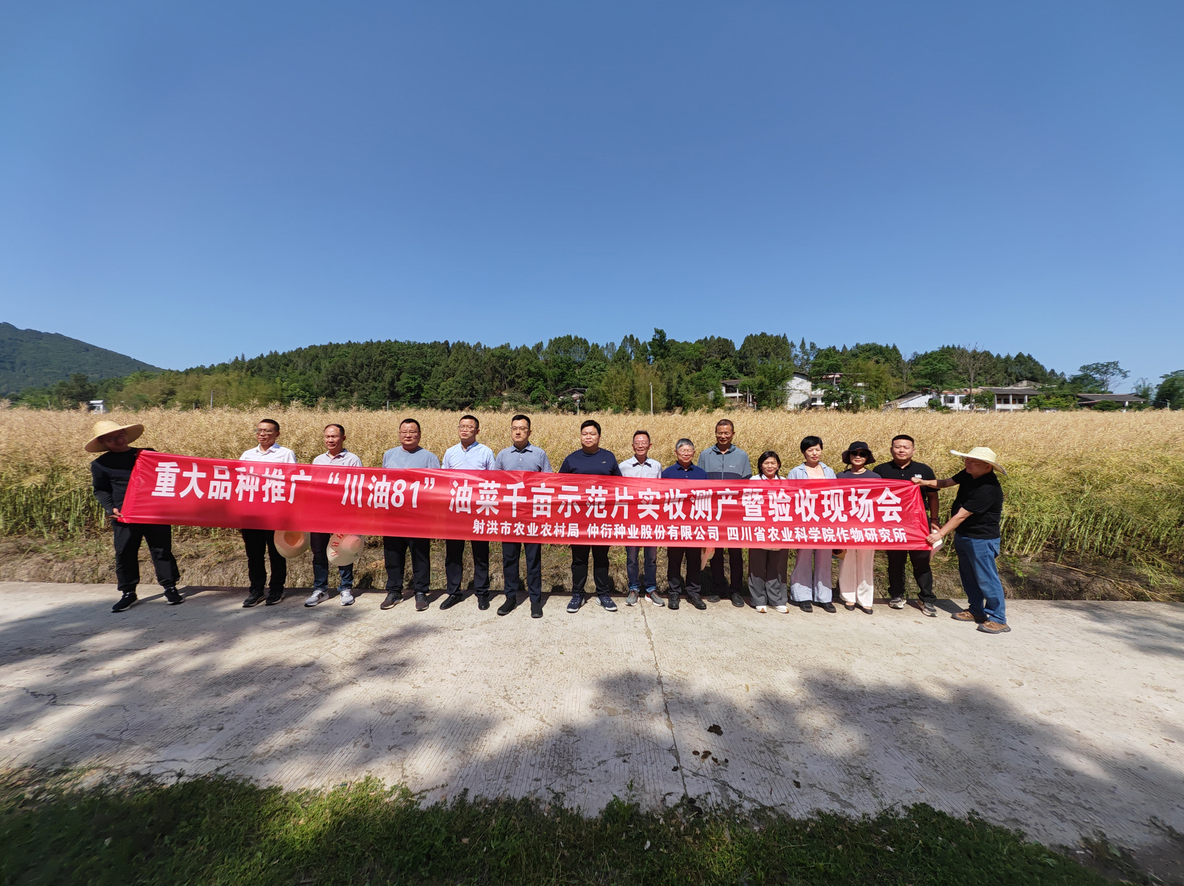 仲衍种业开展项目测产现场会，多个油菜品种测产表现亮眼