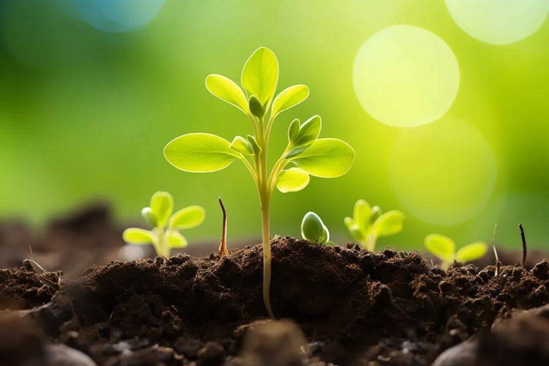 用中国种子保障中国粮食安全