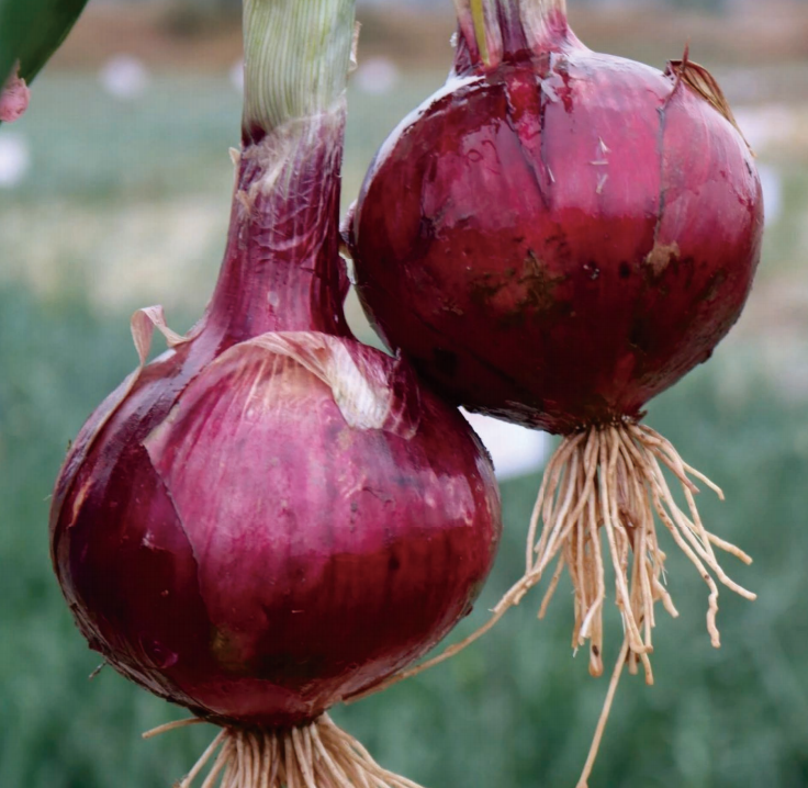 6840138f51549.png 截屏2025-06-04 17.15.22.png