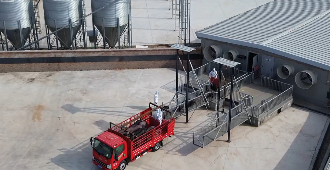 68885d5c84939.png 7.10蜀芯猪商品猪出栏配图1.png