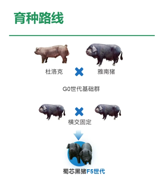 68885d6a2d1aa.png 7.10蜀芯猪商品猪出栏配图2.png