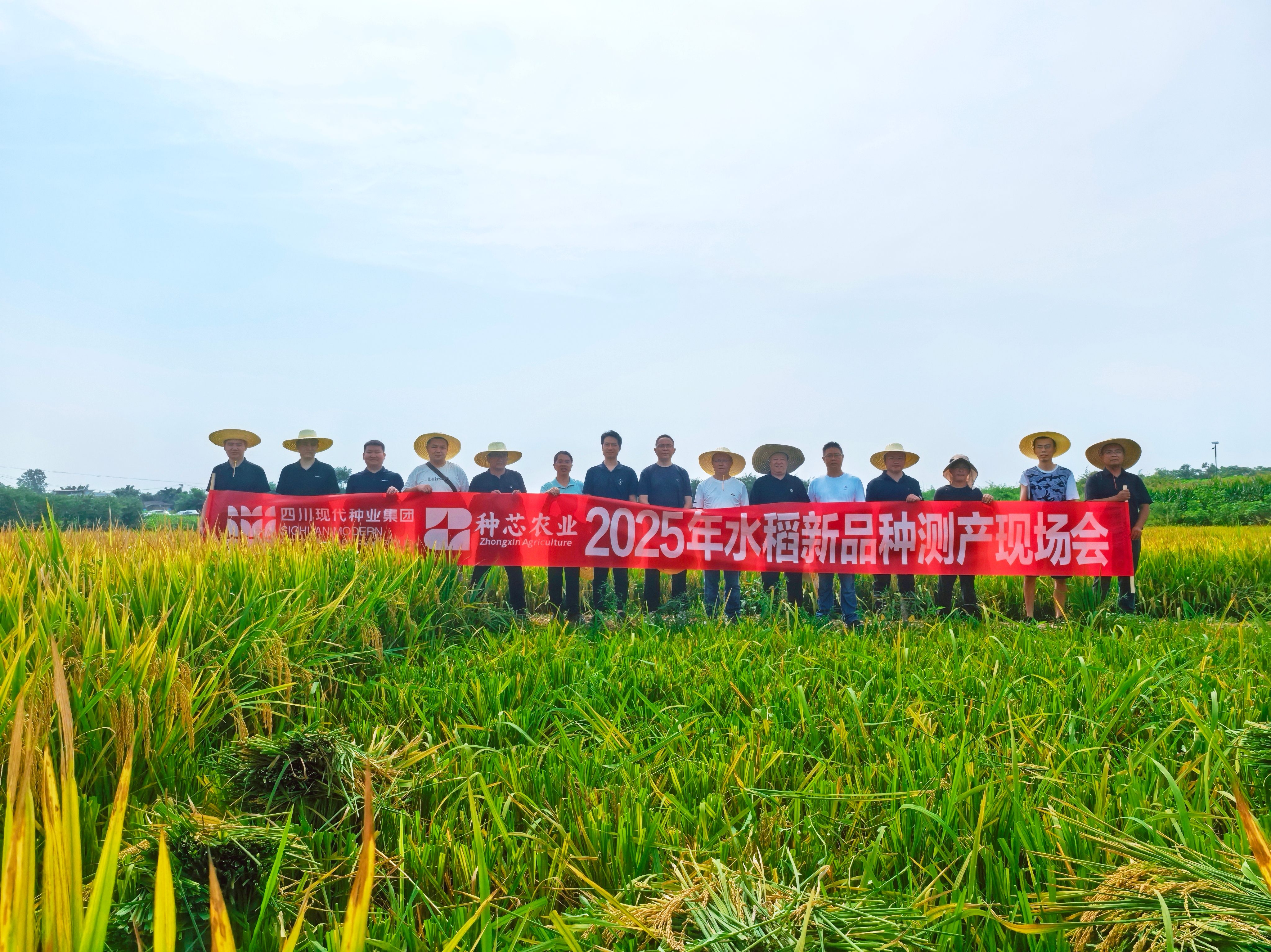 种芯农业公司开展2025年水稻新品种测产工作