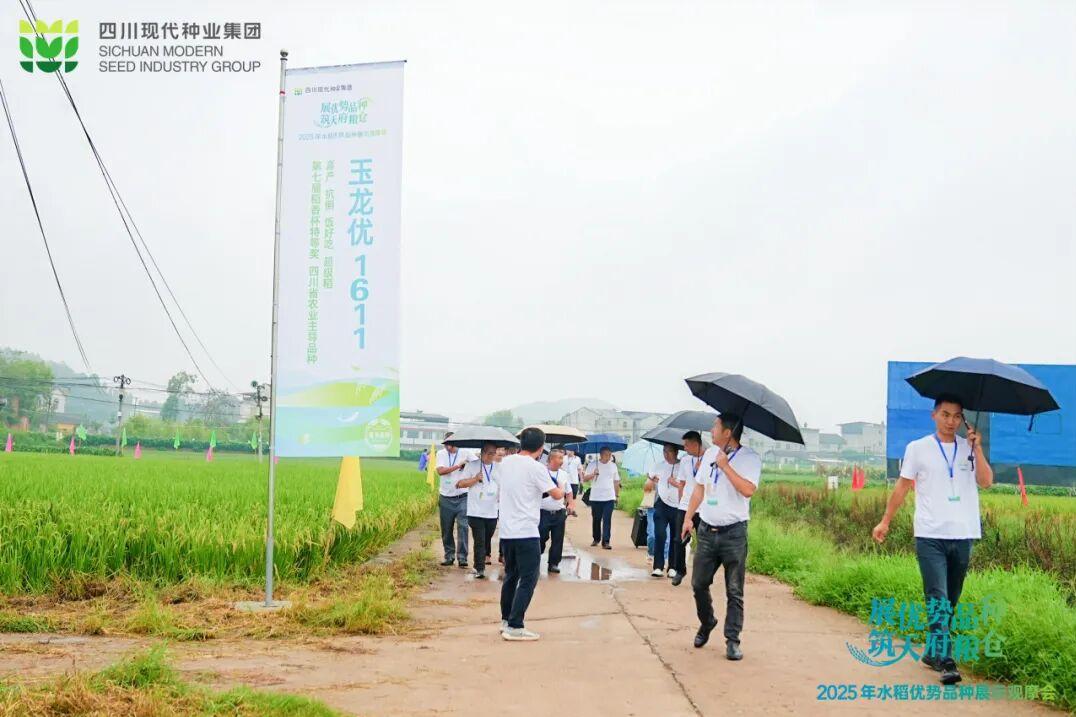 四川现代种业集团优势水稻品种同台“竞技” 优中选优让农民放心种