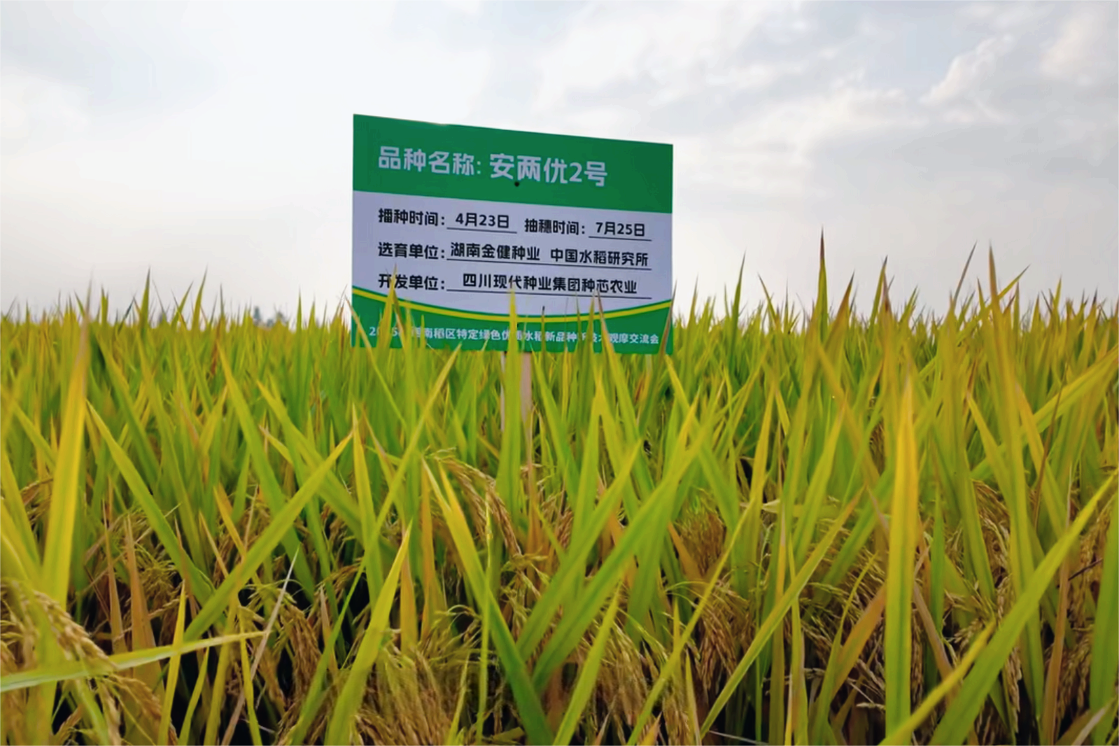 68c22951c97db.png 9.10种芯pic3结尾.png