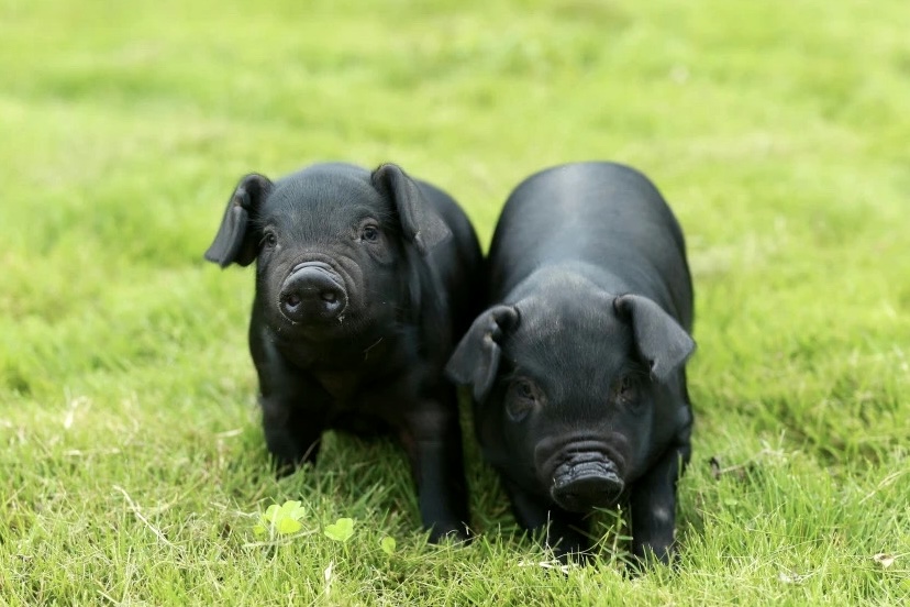 蜀芯猪