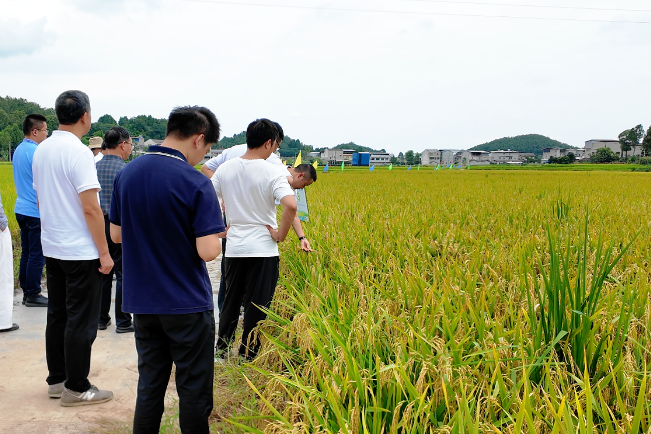 9月9日，德阳什邡市水稻新品种新技术观摩现场（贺珺箐拍摄）.png