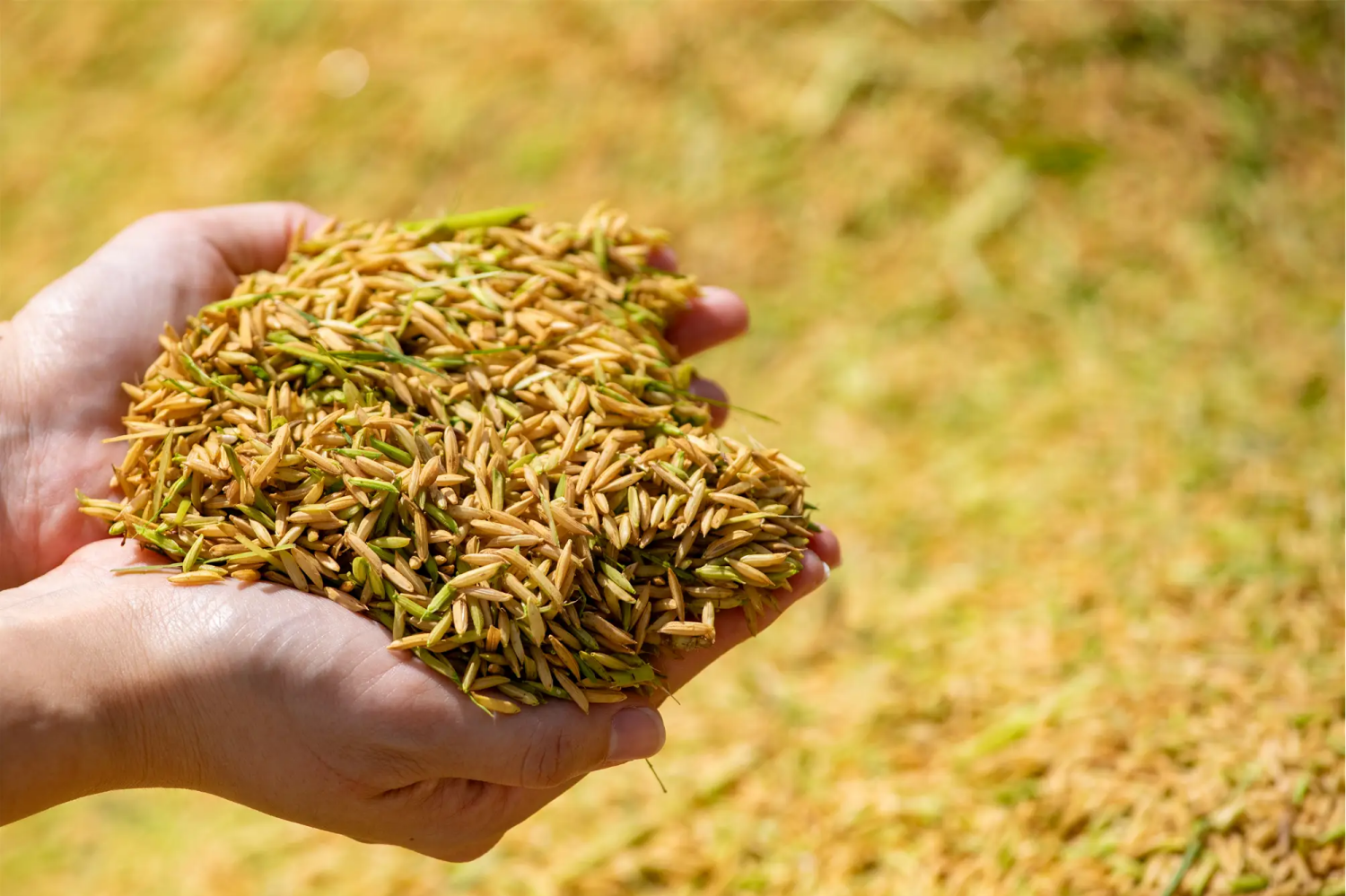 2025年早稻总产量570.3亿斤 早稻亩产首次突破400公斤