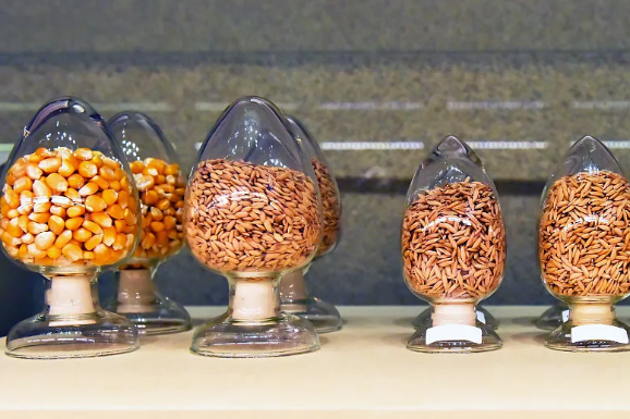 新一批非主要农作物登记品种公告发布