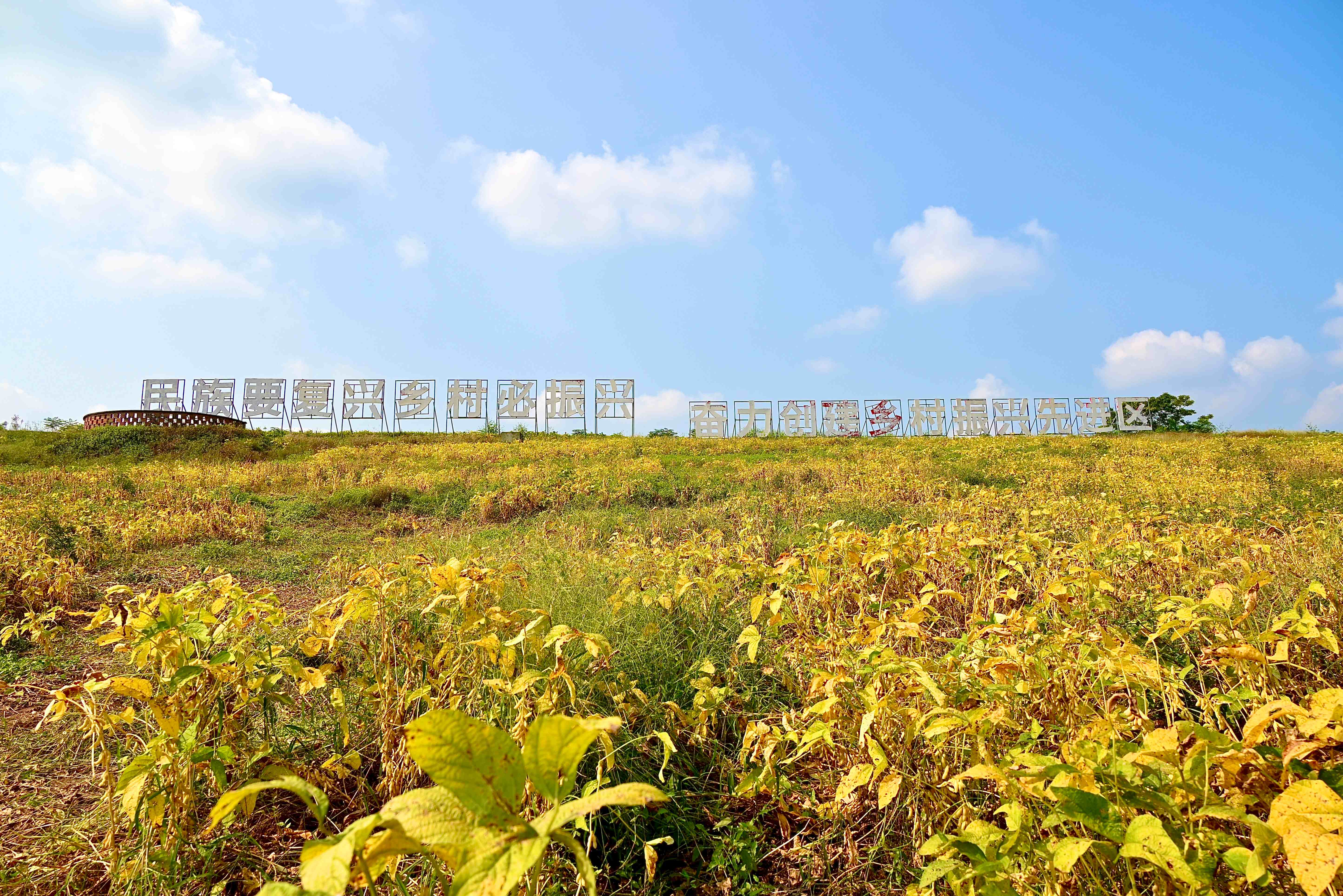结出饱满“金豆豆” 田间奏响“丰收曲”