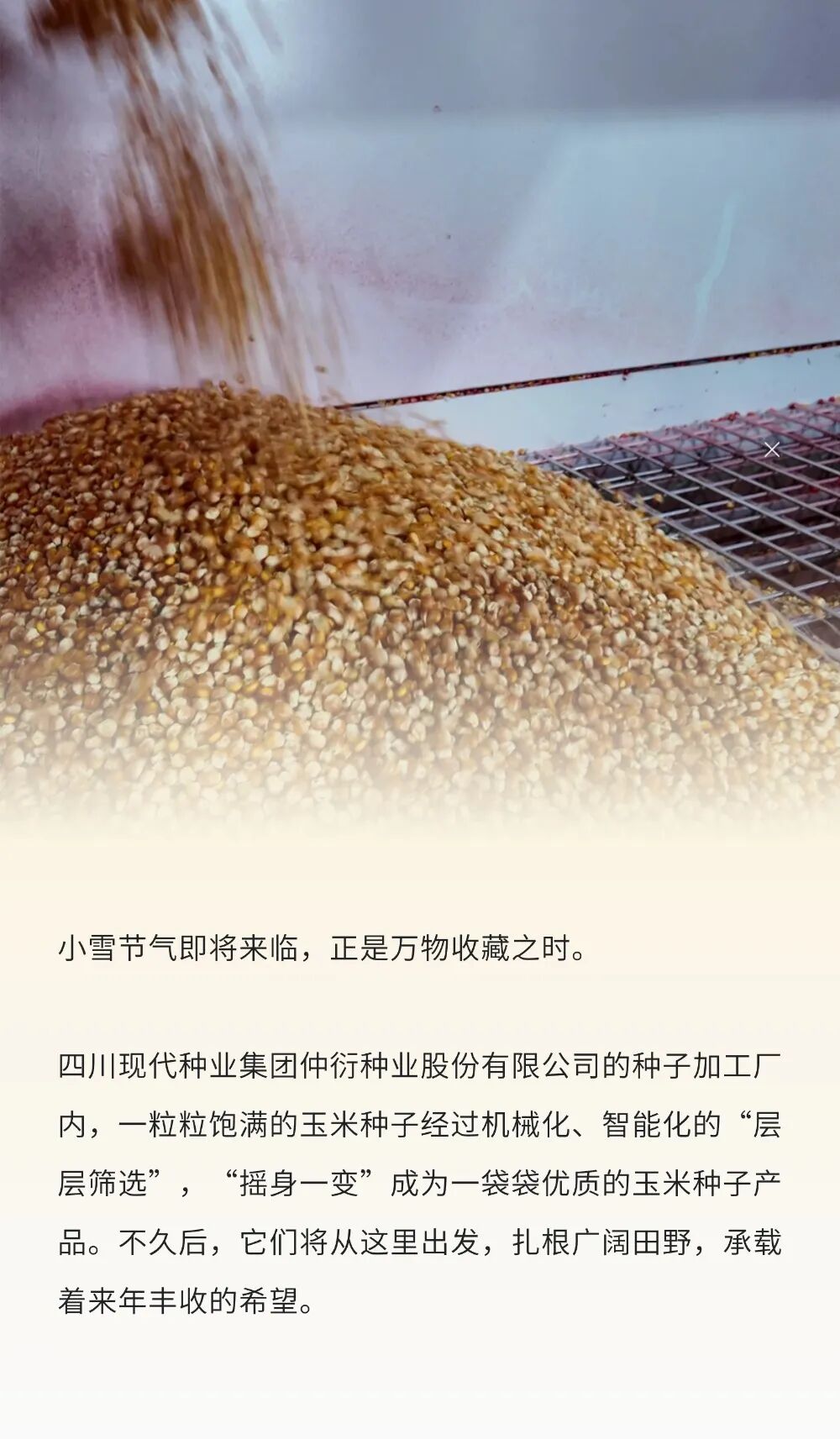 692553f977242.jpg 仲衍种子加工线挂网pic1.jpg