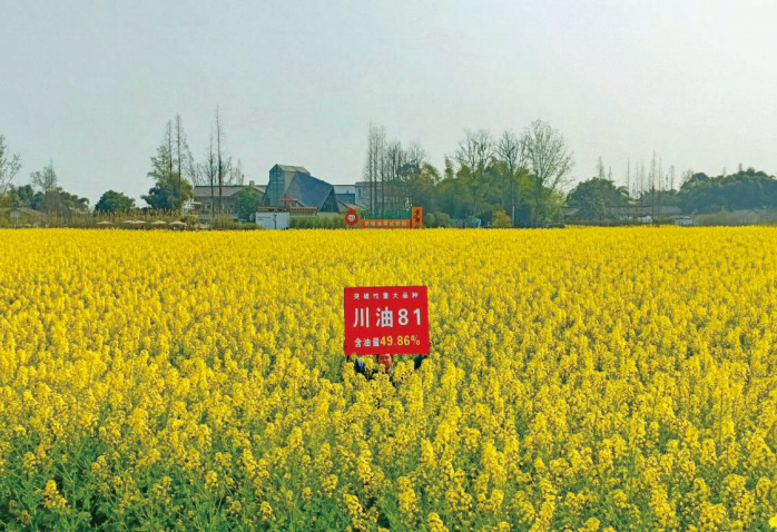 川油81【GPD油菜(2021)510174】 