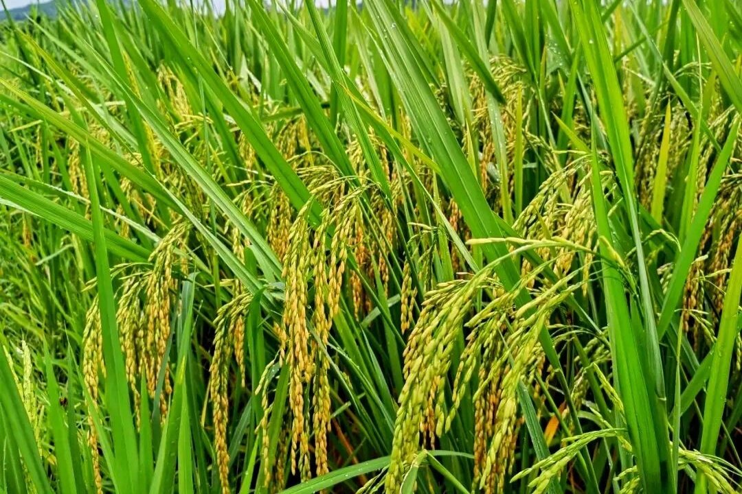 69785fac5b013.jpg 25.6.19仲衍蝉联配图(1).jpg