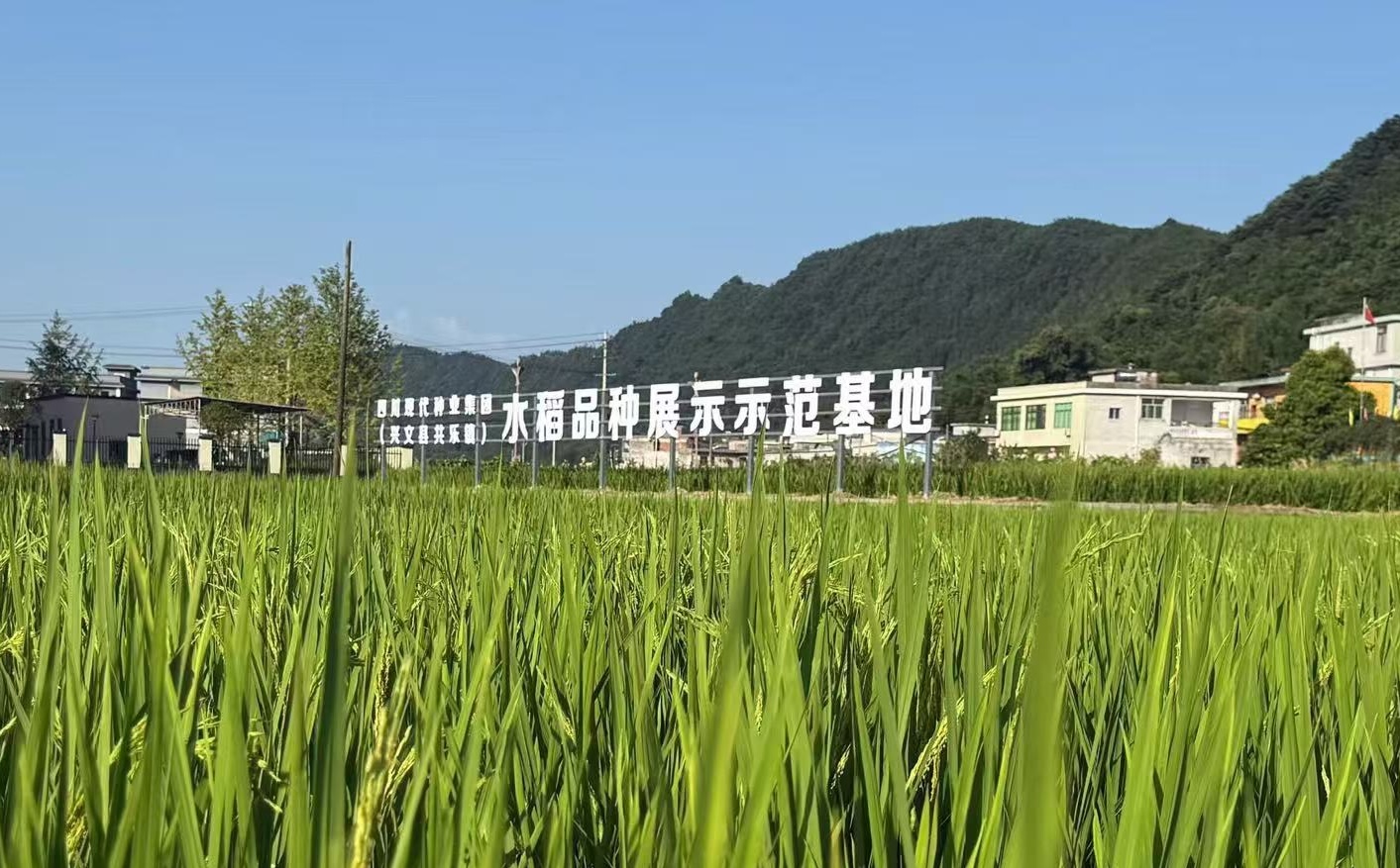仲衍万村千乡公司助力兴文县粮油全产业链高质量发展