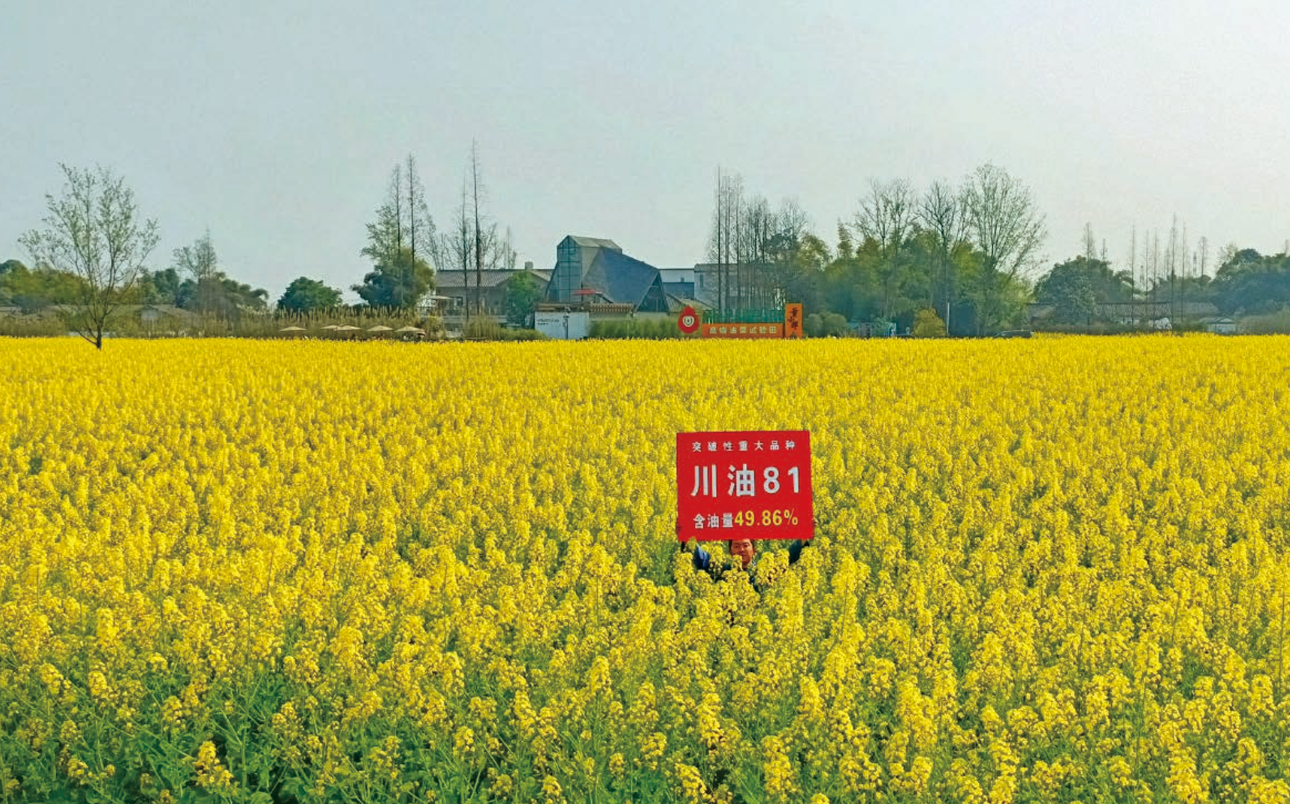 川油81.png